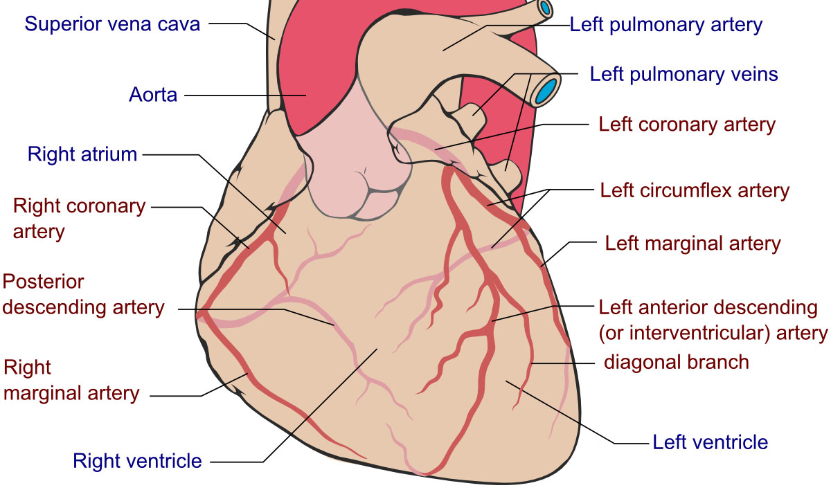 coronary arteries diagram