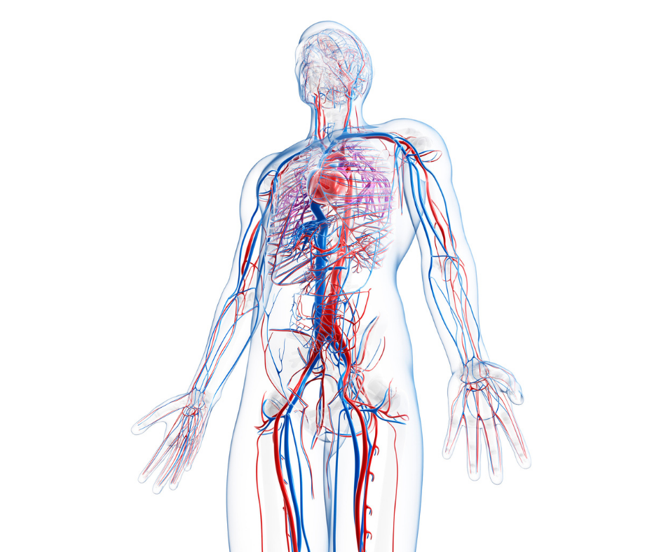 Your Most Common Vascular Questions Answered