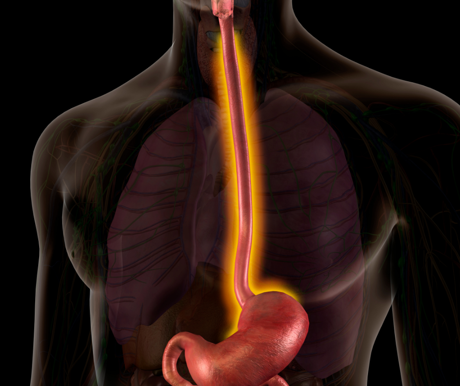 Treating The Whole Esophagus From Cancer To GERD